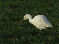 Bubulcus ibis 61, Koereiger, Saxifraga-Henk Sierdsema