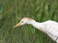 Bubulcus ibis 67, Koereiger, Saxifraga-Henk Baptist