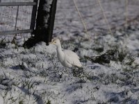 Bubulcus ibis 69, Koereiger, Saxifraga-Luuk Vermeer