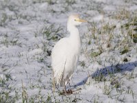 Bubulcus ibis 71, Koereiger, Saxifraga-Luuk Vermeer