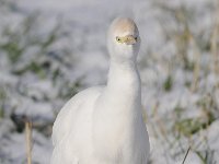 Bubulcus ibis 73, Koereiger, Saxifraga-Luuk Vermeer