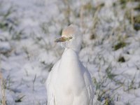 Bubulcus ibis 74, Koereiger, Saxifraga-Luuk Vermeer