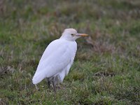 Bubulcus ibis 78, Koereiger, Saxifraga-Luuk Vermeer