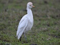 Bubulcus ibis 79, Koereiger, Saxifraga-Luuk Vermeer