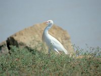 Bubulcus ibis 8, Koereiger, Saxifraga-Luc Hoogenstein