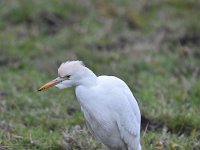 Bubulcus ibis 84, Koereiger, Saxifraga-Luuk Vermeer