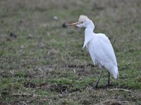 Bubulcus ibis 85, Koereiger, Saxifraga-Luuk Vermeer