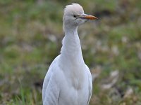 Bubulcus ibis 86, Koereiger, Saxifraga-Luuk Vermeer