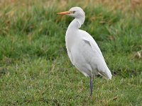 Bubulcus ibis 95, Koereiger, Saxifraga-Luuk Vermeer