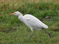 Bubulcus ibis 96, Koereiger, Saxifraga-Luuk Vermeer