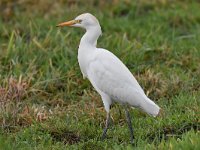 Bubulcus ibis 99, Koereiger, Saxifraga-Luuk Vermeer