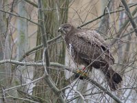 Buteo Buteo 170, Buizerd, Saxifraga-Mark Zekhuis