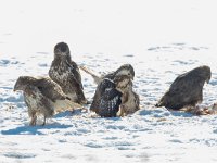 Buteo buteo 106, Buizerd, Saxifraga-Mark Zekhuis