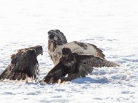 Buteo buteo 111, Buizerd, Saxifraga-Mark Zekhuis