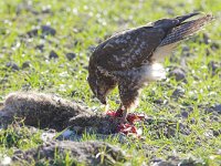 Buteo buteo 12, Buizerd, Saxifraga-Martin Mollet