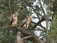 Buteo buteo 128, Buizerd, juvenile, Saxifraga-Martin Mollet