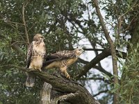 Buteo buteo 129, Buizerd, juvenile, Saxifraga-Martin Mollet