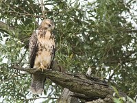 Buteo buteo 132, Buizerd, juvenile, Saxifraga-Martin Mollet