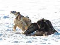 Buteo buteo 137, Buizerd, Saxifraga-Mark Zekhuis