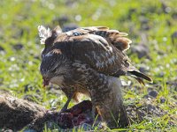 Buteo buteo 14, Buizerd, Saxifraga-Martin Mollet