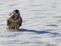 Buteo buteo 143, Buizerd, Saxifraga-Mark Zekhuis