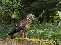 Buteo buteo 145, Buizerd, Saxifraga-Martin Mollet