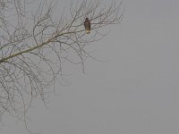 Buteo buteo 15, Buizerd Saxifraga-Martin Mollet