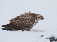 Buizerd  Arkemheenpolder : Buteo buteo