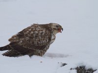 Buteo buteo 160, Buizerd, Saxifraga-Jan Nijendijk