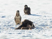 Buteo buteo 161, Buizerd, Saxifraga-Mark Zekhuis