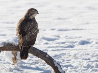 Buteo buteo 162, Buizerd, Saxifraga-Mark Zekhuis