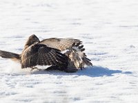 Buteo buteo 164, Buizerd, Saxifraga-Mark Zekhuis