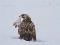 Buteo buteo 167, Buizerd, Saxifraga-Jan Nijendijk