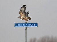 Buteo buteo 17, Buizerd, Saxifraga-Martin Mollet