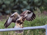 Buteo buteo 179, Buizerd, juvenile, Saxifraga-Martin Mollet