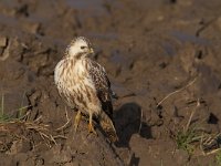 Buteo buteo 180, Buizerd, Saxifraga-Martin Mollet