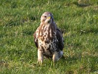 Buteo buteo 181, Buizerd, Saxifraga-Bart Vastenhouw