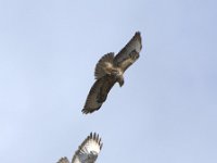 Buteo buteo 186, Buizerd, Saxifraga-Theo Verstrael