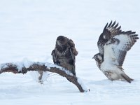 Buteo buteo 193, Buizerd, Saxifraga-Mark Zekhuis