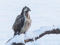 Buteo buteo 195, Buizerd, Saxifraga-Mark Zekhuis