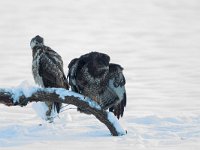 Buteo buteo 196, Buizerd, Saxifraga-Mark Zekhuis