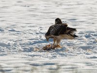 Buteo buteo 197, Buizerd, Saxifraga-Mark Zekhuis