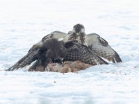 Buteo buteo 199, Buizerd, Saxifraga-Mark Zekhuis