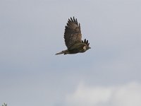 Buteo buteo 20, Buizerd, Saxifraga-Martin Mollet