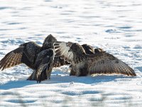 Buteo buteo 203, Buizerd, Saxifraga-Mark Zekhuis