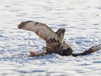 Buteo buteo 204, Buizerd, Saxifraga-Mark Zekhuis