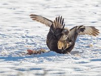 Buteo buteo 205, Buizerd, Saxifraga-Mark Zekhuis