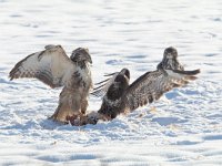 Buteo buteo 214, Buizerd, Saxifraga-Mark Zekhuis