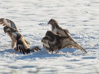 Buteo buteo 216, Buizerd, Saxifraga-Mark Zekhuis