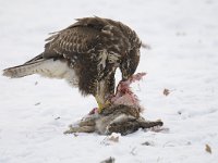 Buteo buteo 217, Buizerd, Saxifraga-Luuk Vermeer